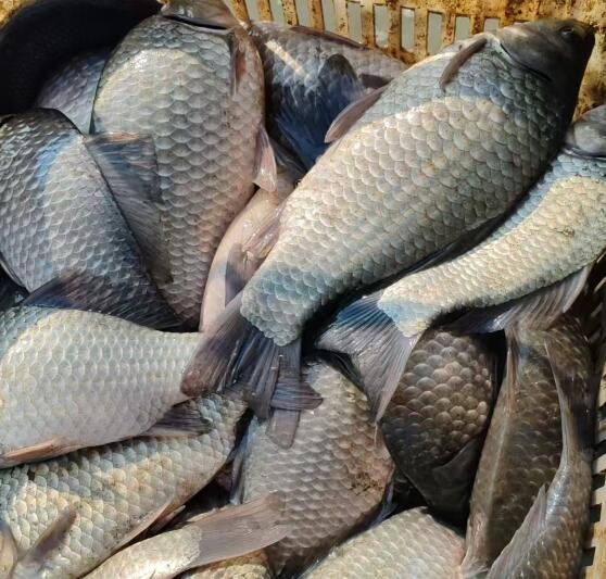 怎样提高水产养殖产品的质量和效率