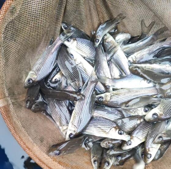 水产养殖中鱼苗养殖场对于鱼苗的运输要做好四个方面工作