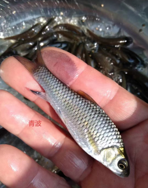 青波鱼苗