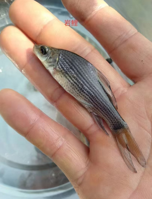 岩鲤